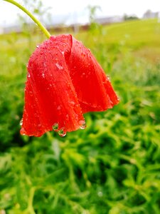Red flower rain