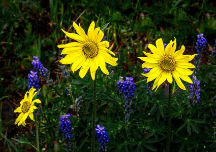 Wildflowers colorado west