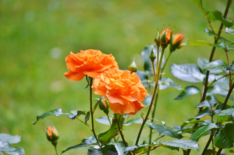 Orange rose bloom flower