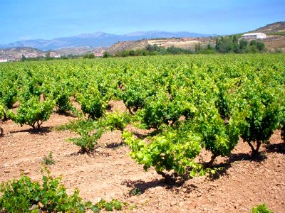 Fuenmayor - viñedos