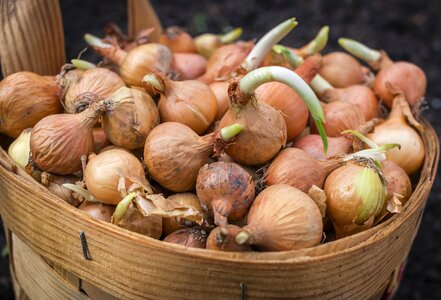 Food planting agriculture