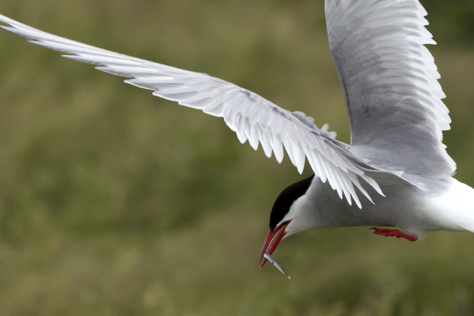 Wildlife ornithology farne isles