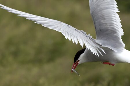 Wildlife ornithology farne isles