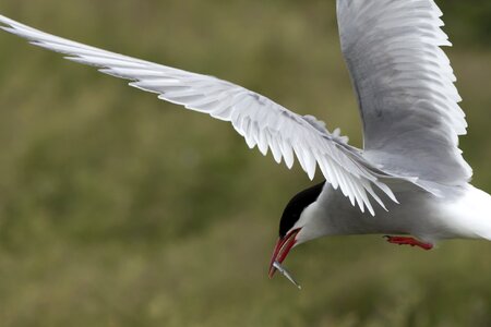 Wildlife ornithology farne isles photo