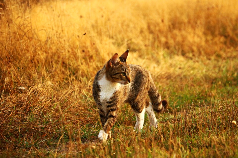 Tiger cat mackerel domestic cat