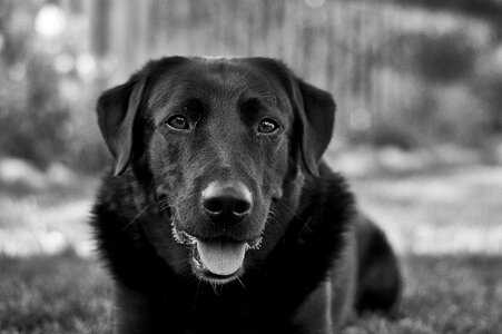 Black fur animals portrait gray dog photo