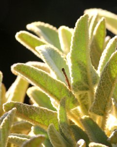 Fuzzy Plant (235729059)
