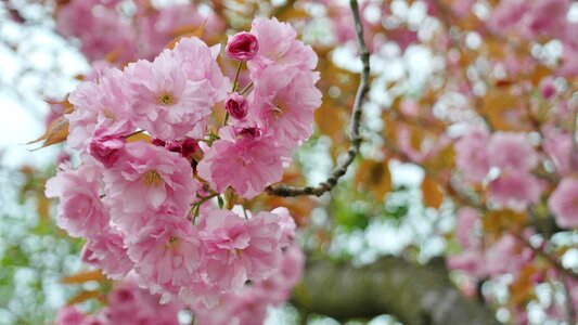 Spring pink rosy photo