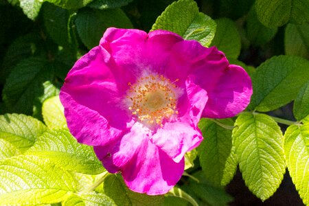 Flower rose pink photo