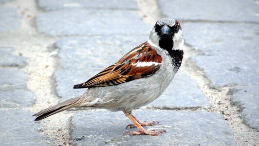 Pen birds urban bird