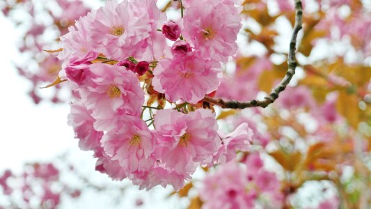 Spring pink rosy photo