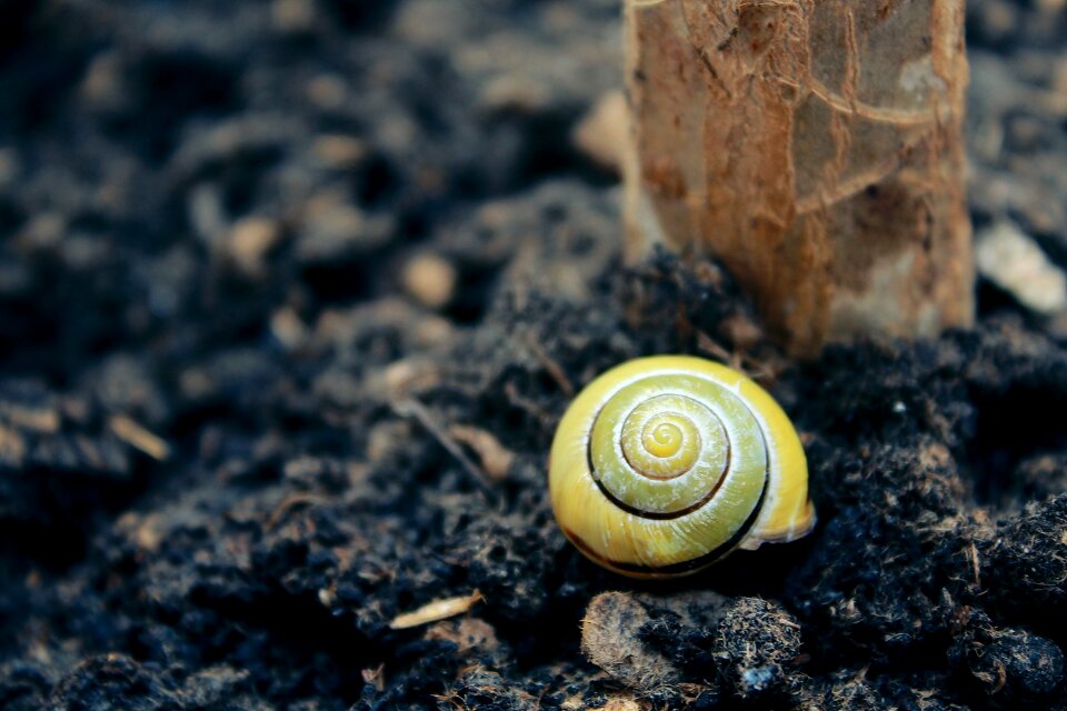Close up slowly snail shell
