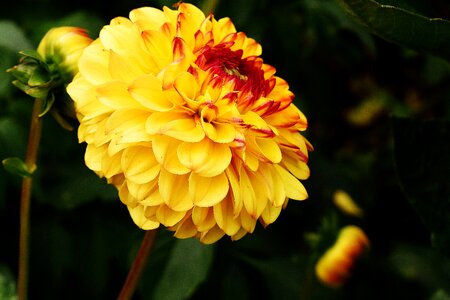Asteraceae flower garden ornamental flower