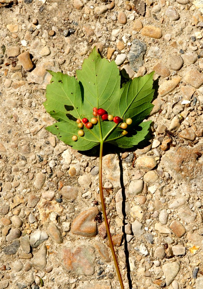 Galle Pediaspis aceris sur feuille Acer pseudoplatanus