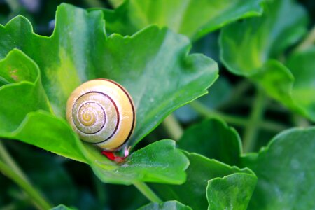 Close up slowly snail shell photo