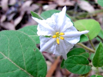 Furry Nightshade