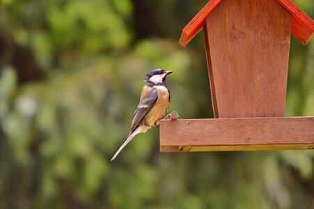 Bird foraging garden
