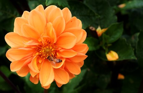 Asteraceae flower garden ornamental flower