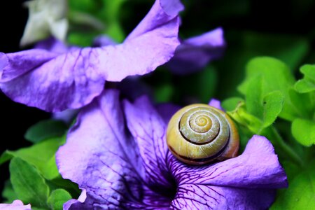 Close up slowly snail shell photo