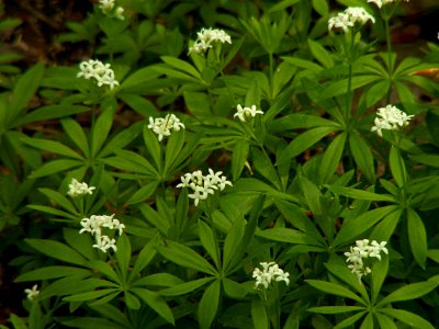 Galium odoratum, 2015-05-09, Trillium Trail, 02