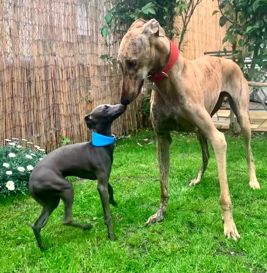 Galgo espagnol 010