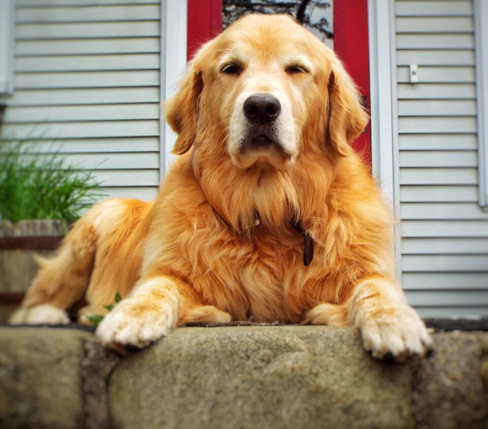 Portrait winter canine
