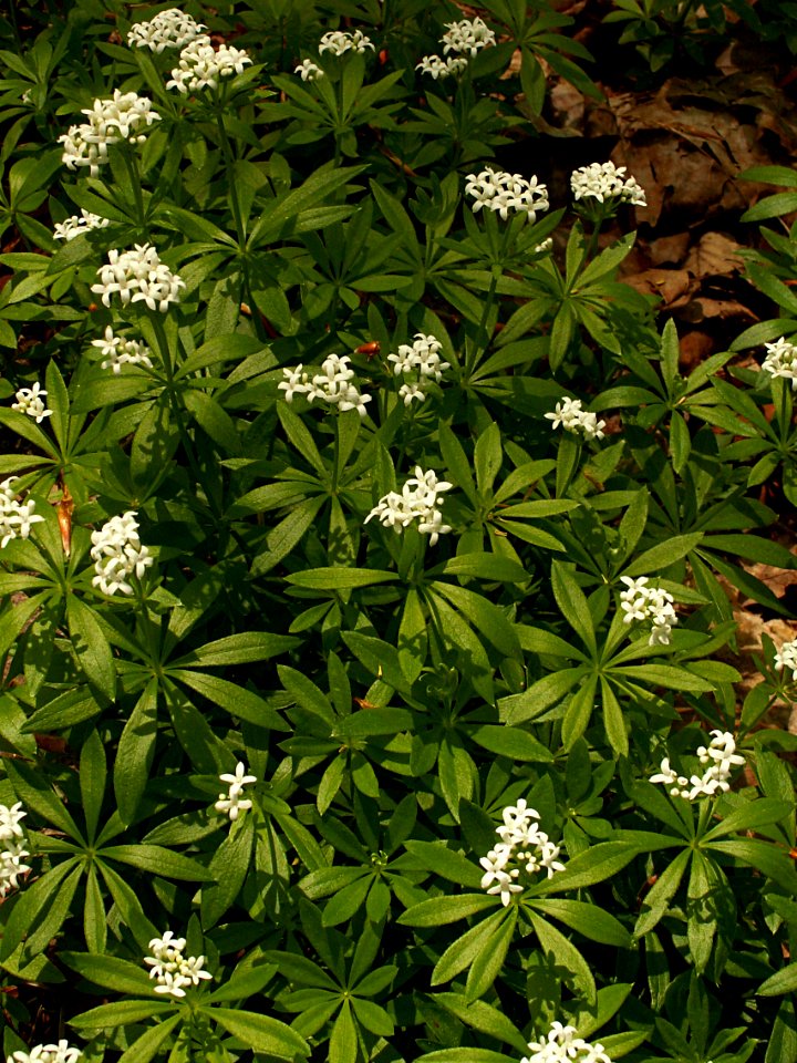 Galium odoratum, 2015-05-09, Trillium Trail, 03