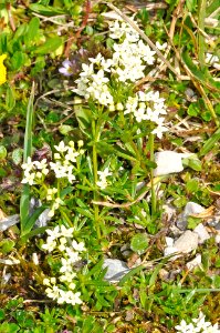 Galium-anisophyllon-01-fws