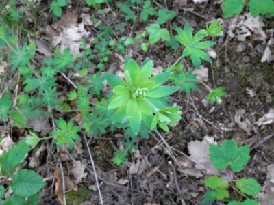 Galium sylvaticum near bunkers R0013488