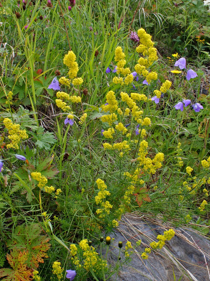 Galium verum Kemi, Finland 15.07.2013