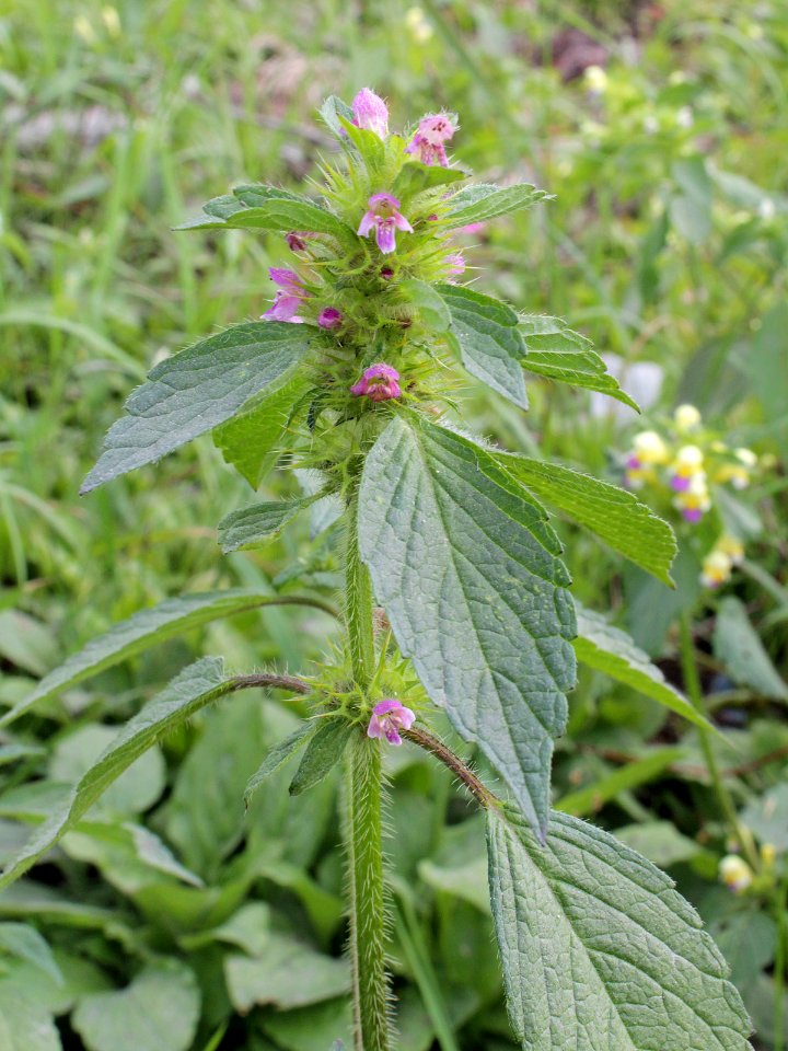 Galeopsis bifida Oulu, Finland 13.07.2013