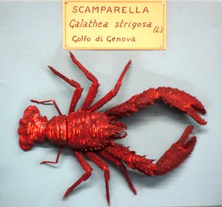 Galathea strigosa - Museo Civico di Storia Naturale Giacomo Doria - Genoa, Italy - DSC03217