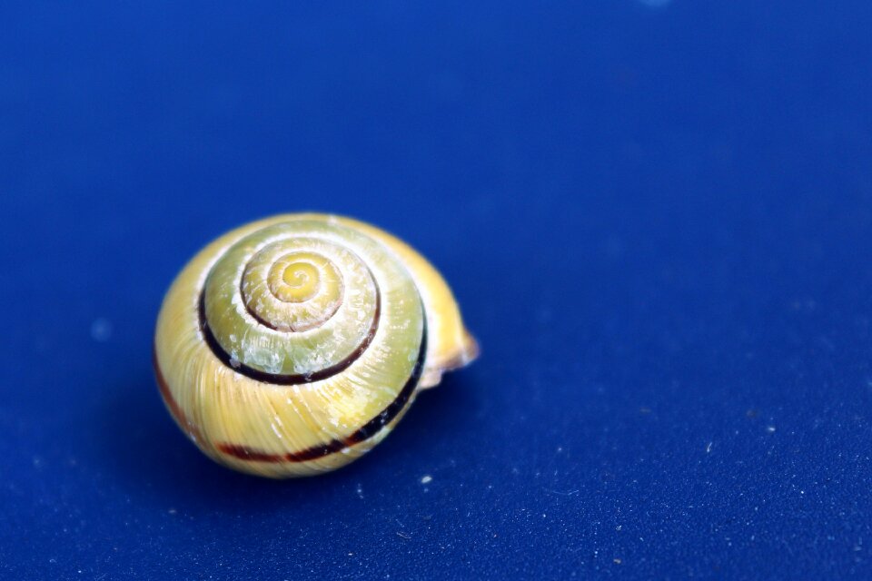 Close up slowly snail shell