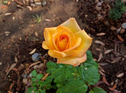 Flower yellow brown rose