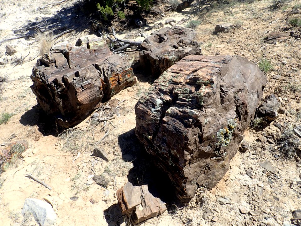 Galisteo petrified wood