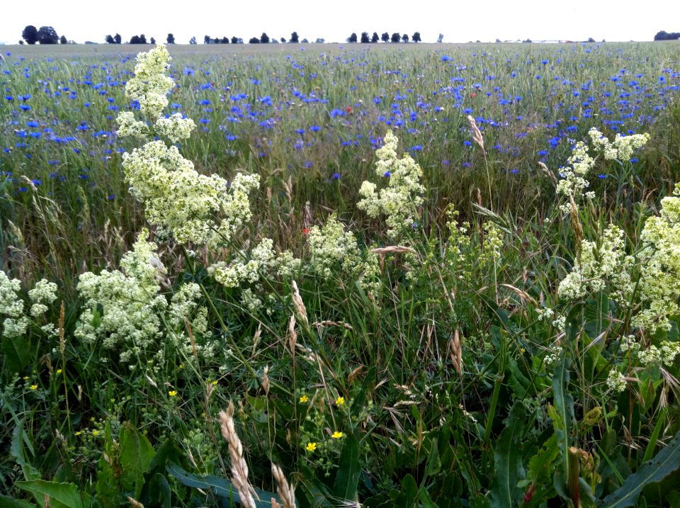 Galium Album Berlin