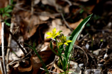 Gagea lutea Anthese photo