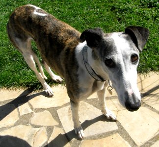 Galgo espagnol 003