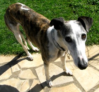 Galgo espagnol 003 photo