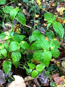 Galinsoga parviflora 55075357