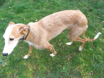 Galga à poils durs photo