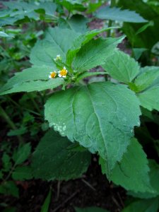 Galinsoga parviflora, 2021-06-27, Beechview, 03