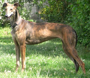 Galgo espagnol 005 photo