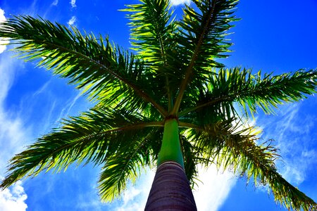 Palm blue sky photo