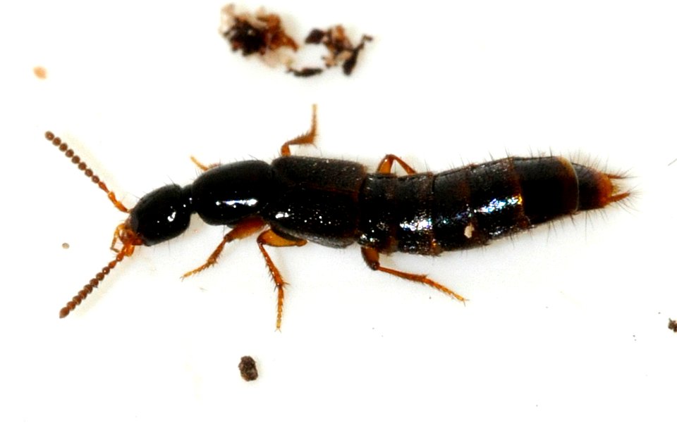 Gabrius-splendidulus-04-fws