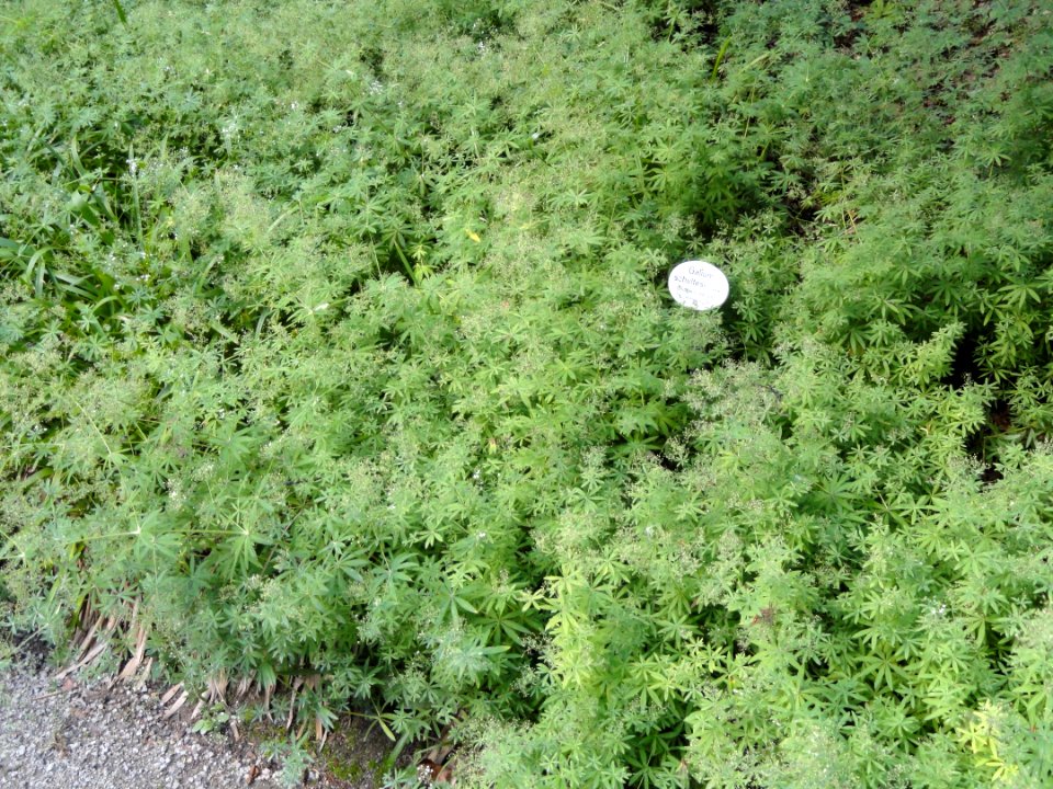 Galium intermedium - Botanischer Garten, Frankfurt am Main - DSC02577