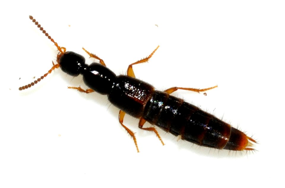 Gabrius-splendidulus-01-fws