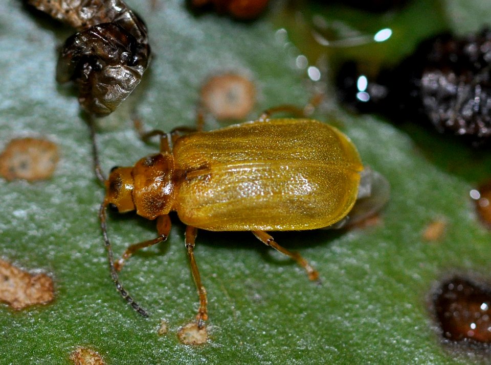 Galerucella-nymphaeae-02-fws