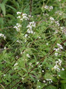 Galium boreale Kemi, Finland 15.07.2013