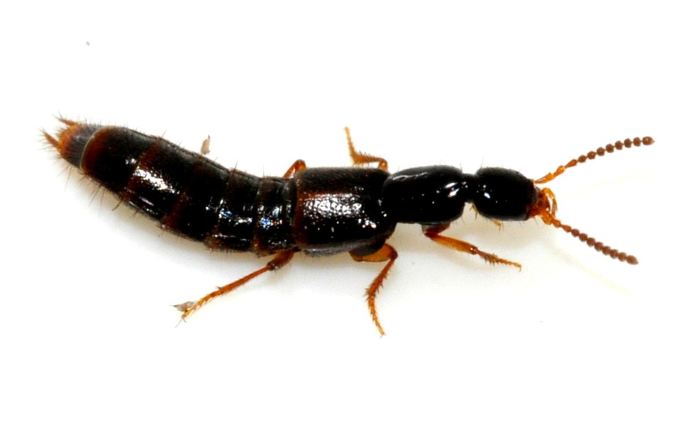 Gabrius-splendidulus-05-fws